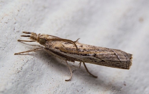 Sod Webworms: Signs, Symptoms, And Prevention In Fort Myers | Coastal ...